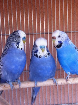 IMG_2603 (Large).JPG