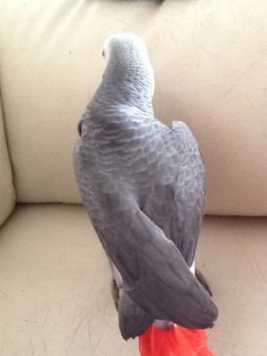 קוואזיתוכי.jpg (219.31 KiB) נצפה 6086 פעמים קוואזיתוכי