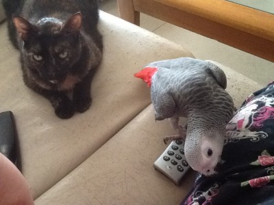 שבת שלום מג׳וי וגיזמו!!!!!