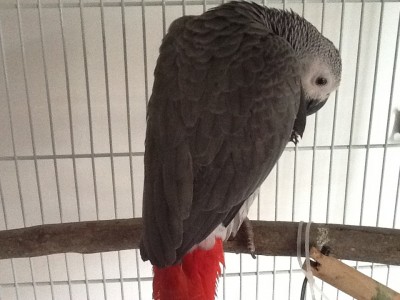 התחפשתי לדרקולה!