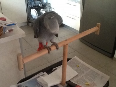 מתרגלת לאיטה לסטנד....