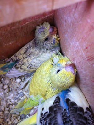 IMG_2749 (Large).JPG