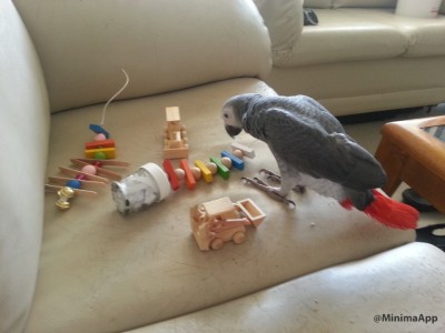 הצעצועים החדשים של ג׳וי