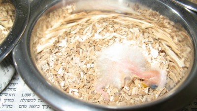 IMG_2423_1.jpg