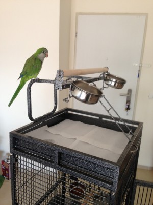 ריו על הכלוב המורכב, מאקי יאלץ לחכות לערב כשאחזור מהעבודה