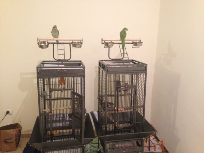 מאקי וריו נהנים ממגרש המשחקים, כל אחד בממלכה שלו.