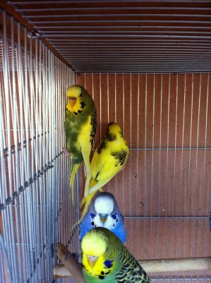 IMG_2853 (Medium).JPG