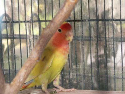 ציפור אהבה.jpg