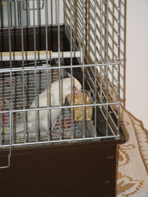 IMG_2450_1.JPG