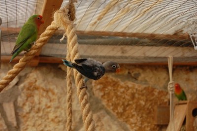 פרסונטה כחולה