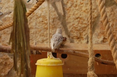 פרסונטה לבנה/תכלת