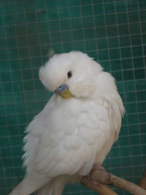 תוכון אנגלי