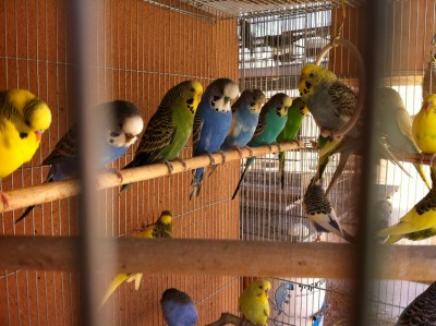 חצי אנגליים