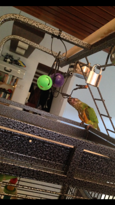 הארמון של גריי3.PNG