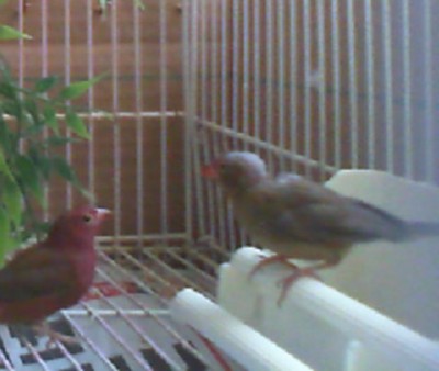 סנגל פייר פינק