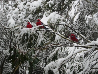 רוזלות בשלג.jpg
