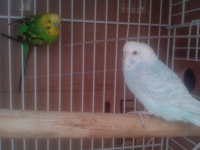 ברקע התמונה של התוכי (היותר קרוב)