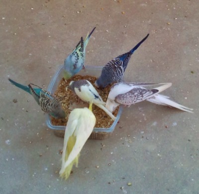 Photo032 (Large).jpg