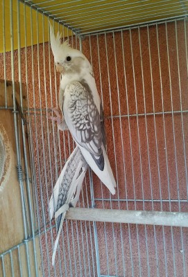 Photo009 (Medium).jpg