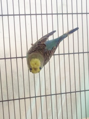 חצי אנגלי עם כתר מלא