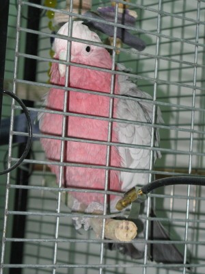 IMG_2499_1.JPG
