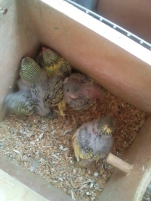 Photo033 (Large).jpg