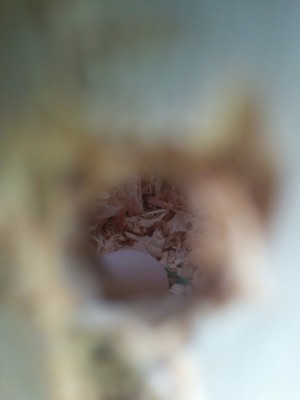 ביצה ראשונה.jpg