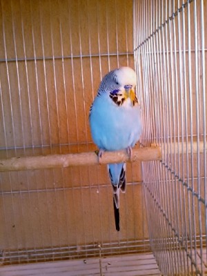 Photo042 (Large).jpg