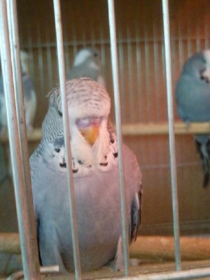 Photo007 (Large).jpg