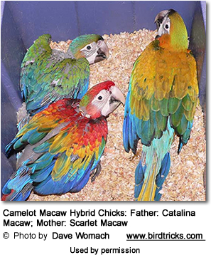 camelotmacawchicks.jpg