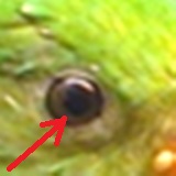 JuvenileSuperbParakeet.jpg