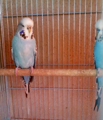 Photo017 (Large).jpg