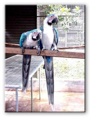 ארה כחולה.jpg