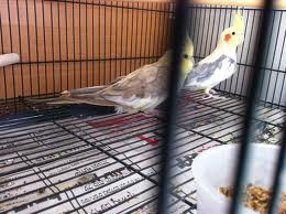 הקוקטיילים