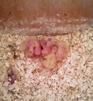 Photo015 (Medium).jpg