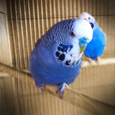 IMG_2730 (Large).JPG