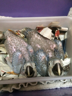 ImageUploadedByTapatalk1398191893.964282.jpg
