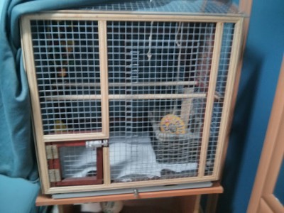 הכלוב והקופסה בתוכו