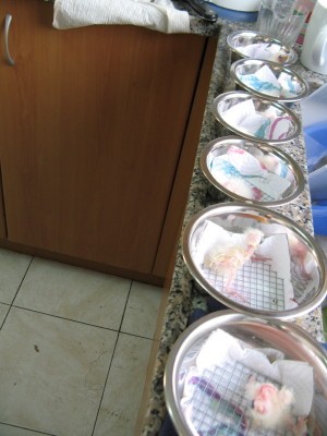IMG_2536_1.JPG