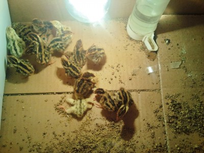 Photo019 (Large).jpg