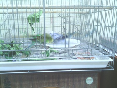 אפשר לראות שלעומת הירוק היא נכנסה עם כל הגוף למים