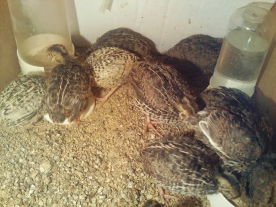 Photo030 (Large).jpg