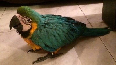 ImageUploadedByTapatalk1400604728.190084.jpg