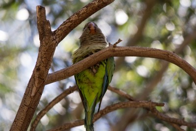 עשיתי הכל הכדי שהקוואקר יסתכל למטה, הניסיות כמובן לא צלחו :)