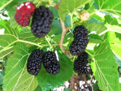 ky9c_IMG_0046.jpg