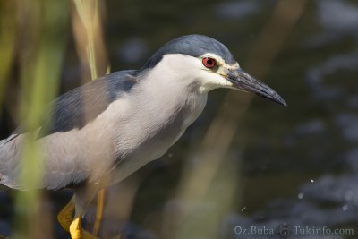 IMG_9507.jpg (660.71 KiB) נצפה 10925 פעמים אנפת לילה