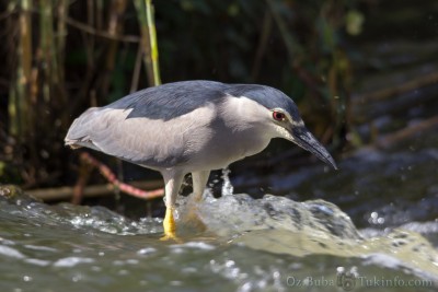 IMG_9514.jpg (833.2 KiB) נצפה 10919 פעמים אנפת לילה