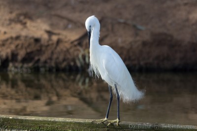 IMG_9394.jpg (770.79 KiB) נצפה 10918 פעמים לבנית קטנה