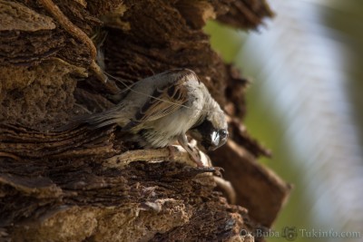 IMG_9418.jpg (1013.86 KiB) נצפה 10917 פעמים דרור - קוקו! תפסתי אותך על חם.