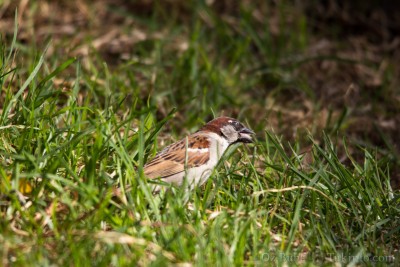 IMG_9427.jpg (1.21 MiB) נצפה 10925 פעמים דרור - בתאבון!